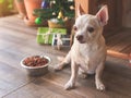 Short hair Chihuahua dog sitting in front of wooden dog`s house with dog food bowl, christmas tree and gift boxes, looking away