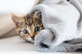 Kitten under blanket