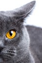 Half-face of a British Shorthair on a white background Royalty Free Stock Photo