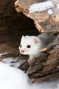 Portrait of a short tailed weasel