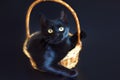 Portrait of shorthair black cat with big yellow eyes sitting in wicker basket on black background. Studio professional photoshoot Royalty Free Stock Photo