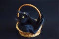 Portrait of shorthair black cat with big yellow eyes sitting in wicker basket on black background. Studio professional photoshoot Royalty Free Stock Photo