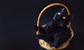 Portrait of shorthair black cat with big yellow eyes sitting in wicker basket on black background. Studio professional photoshoot Royalty Free Stock Photo