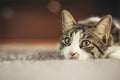 Portrait of a shorthair cat with beautiful and playful eyes laying down on the ground in the soft natural light