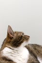 Portrait of shorthair domestic tabby cat looking away. Royalty Free Stock Photo