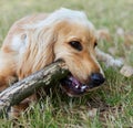 Live as puppies do, like everything is an adventure. Portrait shot of an adorable cocker spaniel puppy lying on the Royalty Free Stock Photo