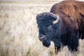 American Bison in the field of Antelope Island State Park, Utah Royalty Free Stock Photo