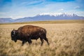 American Bison in the field of Antelope Island State Park, Utah Royalty Free Stock Photo