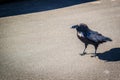 An American Crow in Petrified Forest National Park, Arizona Royalty Free Stock Photo