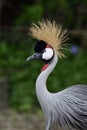 Portrait shot of beautiful golden crown blue eyes  white cheek and red hood bird Royalty Free Stock Photo