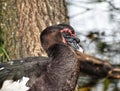 Black Muscovy Duck