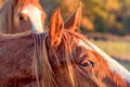 Portrait shot of a brown horse head with blur autumn trees Royalty Free Stock Photo