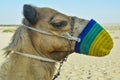 Portrait shot of a camel wearing muzzle sitting on the sand and looking up in the desert in the UAE Royalty Free Stock Photo