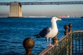 European Herring Gull in San Francisco, California