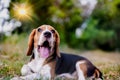 Portrait shot focus on eye an adorable beagle dog while stick its tongue out and laying down on the grass field in the evening. Royalty Free Stock Photo