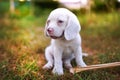 A white fur beagle puppy ,special type of beagle dog, sitting on the grass in the yard on sunny day,shoot with shallow depth of Royalty Free Stock Photo