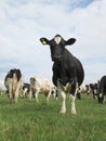 Portrait of a herd of dairy cows in a field Royalty Free Stock Photo