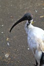 A portrait shot of an Ibis bird