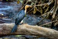 Portrait shot of a Little pied cormorant - white breasted Australian blue bird Royalty Free Stock Photo