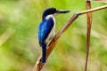 Portrait shot of a Little pied cormorant - white breasted Australian blue bird Royalty Free Stock Photo