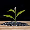 Portrait shot of a little plant growing on the coins