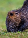 A portrait shot of a nutria Royalty Free Stock Photo