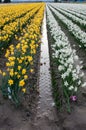 A portrait shot of rows of white and yellow narcissus / daffodil flowers on a muddy flower field at the Skagit Valley Tulip Royalty Free Stock Photo