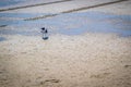 A Franklin`s Gull strolling around in South Padre Island, Texas Royalty Free Stock Photo