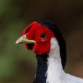 Portrait shot of a Silver pheasant head bird with blur background Royalty Free Stock Photo