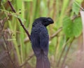 Portrait Shot of a Smooth-Billed Ani or Crotophaga ani