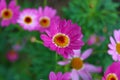 Portrait shot of a tiny pink daisy flower in the garden surrounded by lush deep green leaves Royalty Free Stock Photo