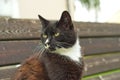 Portrait shot of a tuxedo cat