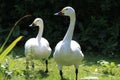 A portrait shot of two Bewick Swans, taken during the heatwave and exceptionally hot weather Royalty Free Stock Photo