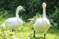 A portrait shot of two Bewick Swans, taken during the heatwave and exceptionally hot weather Royalty Free Stock Photo
