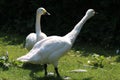 A portrait shot of two Bewick Swans, taken during the heatwave and exceptionally hot weather Royalty Free Stock Photo