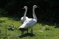 A portrait shot of two Bewick Swans, taken during the heatwave and exceptionally hot weather