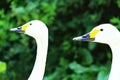 A portrait shot of two Bewick Swans, taking during the heatwave and exceptionally hot weather Royalty Free Stock Photo