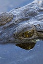 Close up shot of a freshwater crocodile eye reflected in the water