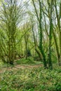 Portrait shot of woodland in Essex countryside.