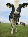 Portrait shot of a dairy cow in a field