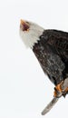 Portrait shouting Bald eagle