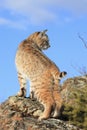 Portrait Show of bobcat Royalty Free Stock Photo