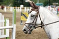 Portrait of a show jumper sport horse during competition