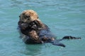 Seaotter in its element Royalty Free Stock Photo