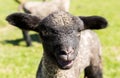 Portrait of Shropshire lamb in meadow Royalty Free Stock Photo