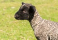 Portrait of Shropshire lamb in meadow Royalty Free Stock Photo