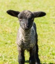 Portrait of Shropshire lamb in meadow Royalty Free Stock Photo