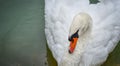 Portrait of a shy Mute swan Cygnus olor as he swims around in its pond in early morning. Royalty Free Stock Photo
