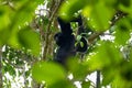 Portrait of a Siamang monkey swinging in a tree. An arboreal black-furred gibbon hanging in the tree in Malaysia. close up face Royalty Free Stock Photo