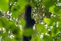 Portrait of a Siamang monkey swinging in a tree. An arboreal black-furred gibbon hanging in the tree in Malaysia. Side view Royalty Free Stock Photo